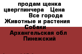 продам щенка цвергпинчера › Цена ­ 15 000 - Все города Животные и растения » Собаки   . Архангельская обл.,Пинежский 